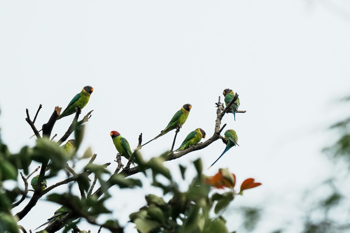 コセイインコ - ML645555464