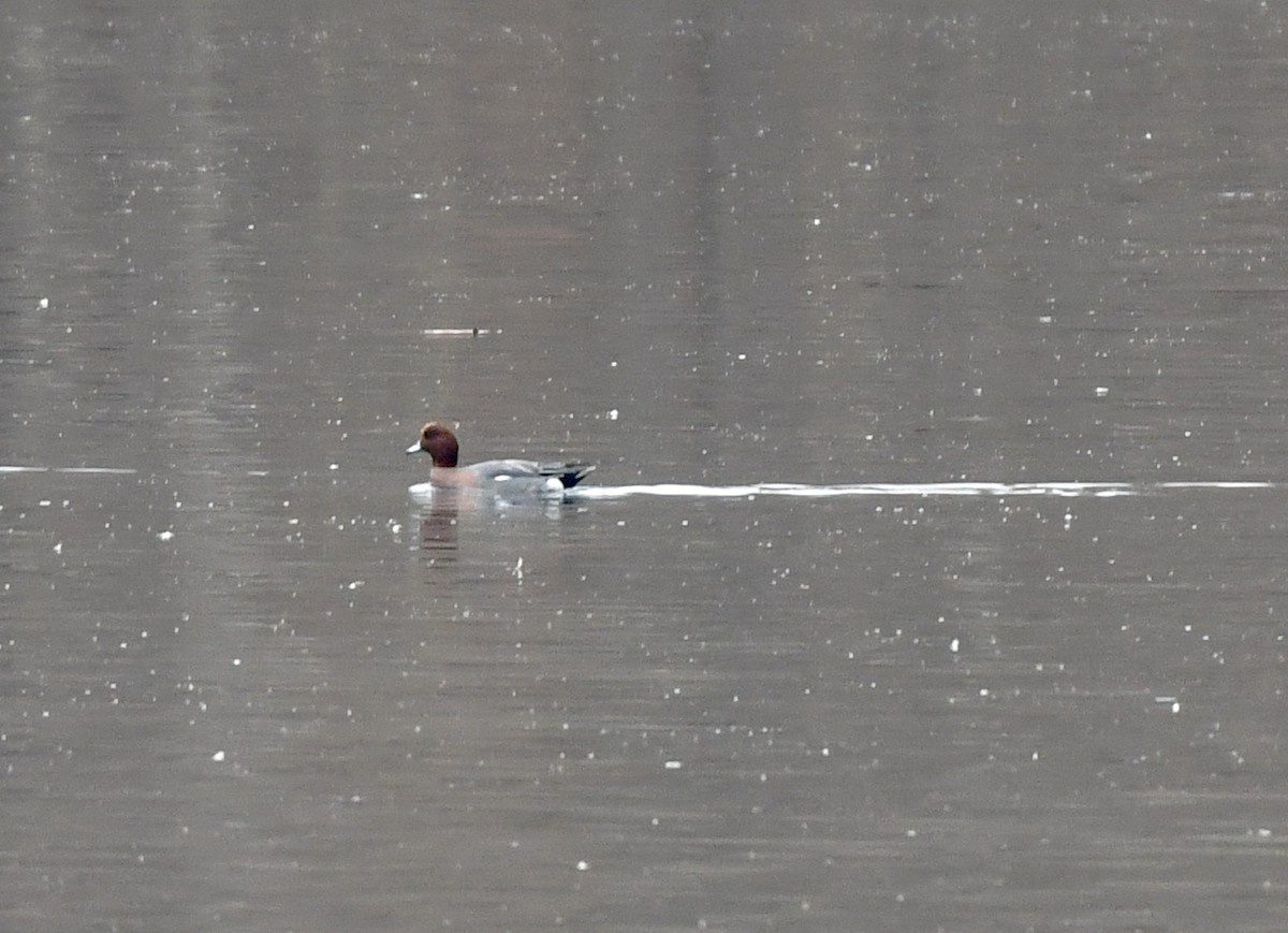 Eurasian Wigeon - ML645555465