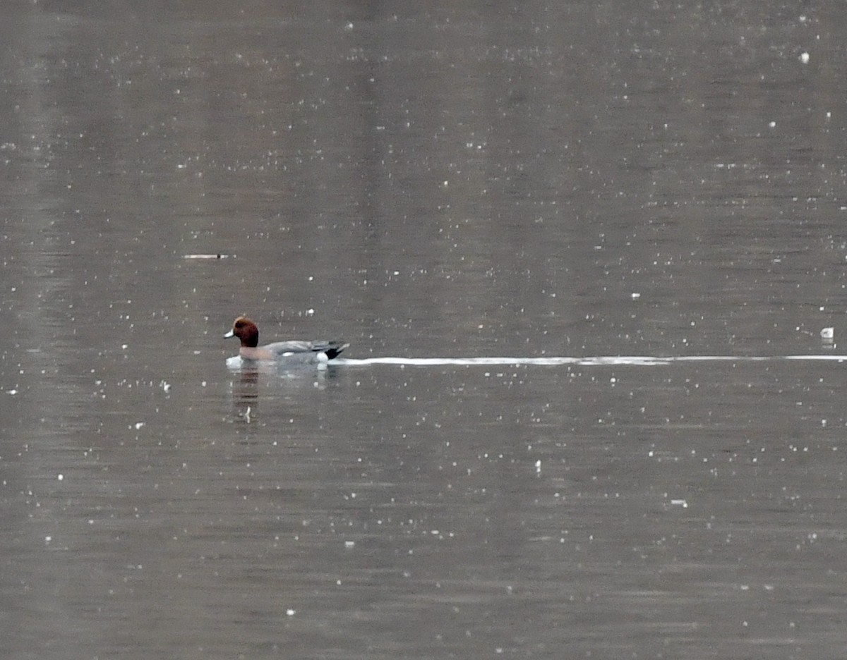 Eurasian Wigeon - ML645555466
