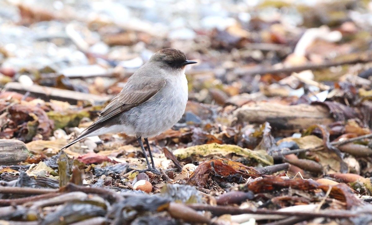 Dark-faced Ground-Tyrant - ML645555468