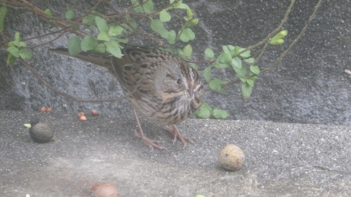 strnadec pruhohlavý - ML645555476