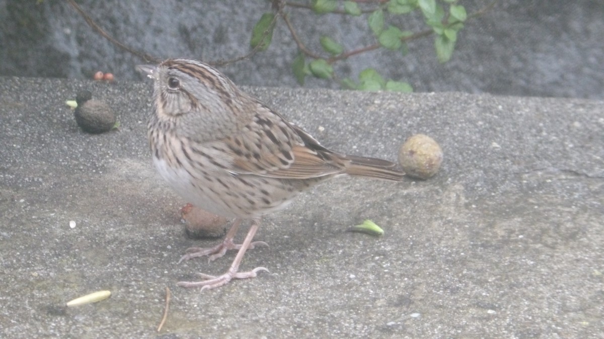 strnadec pruhohlavý - ML645555477