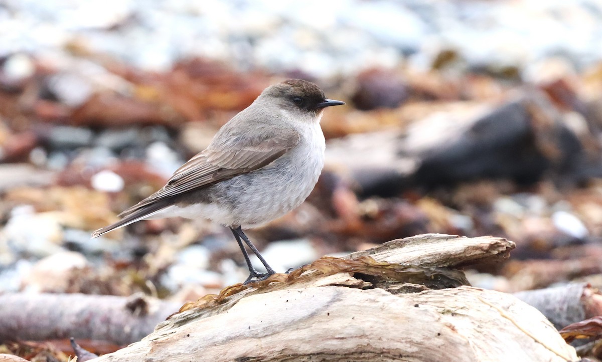 Dark-faced Ground-Tyrant - ML645555484