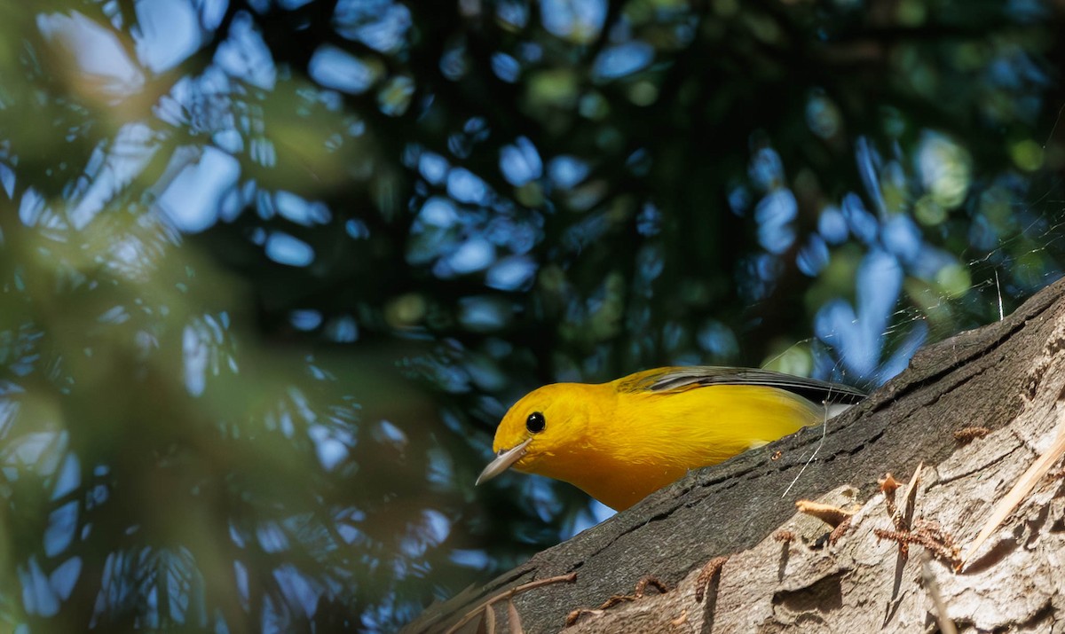 Prothonotary Warbler - ML645555493