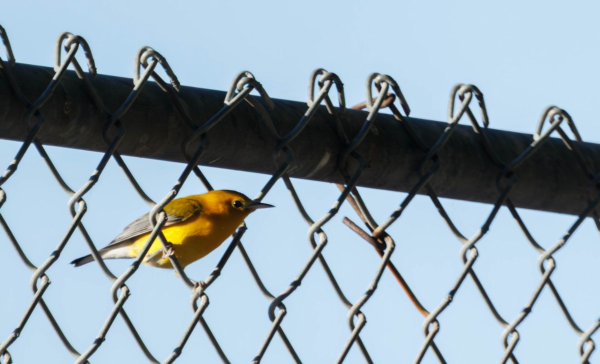 Prothonotary Warbler - ML645555494