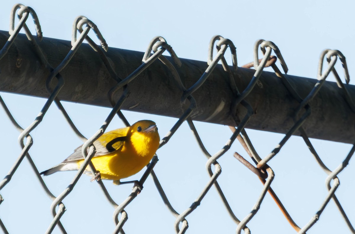Prothonotary Warbler - ML645555495