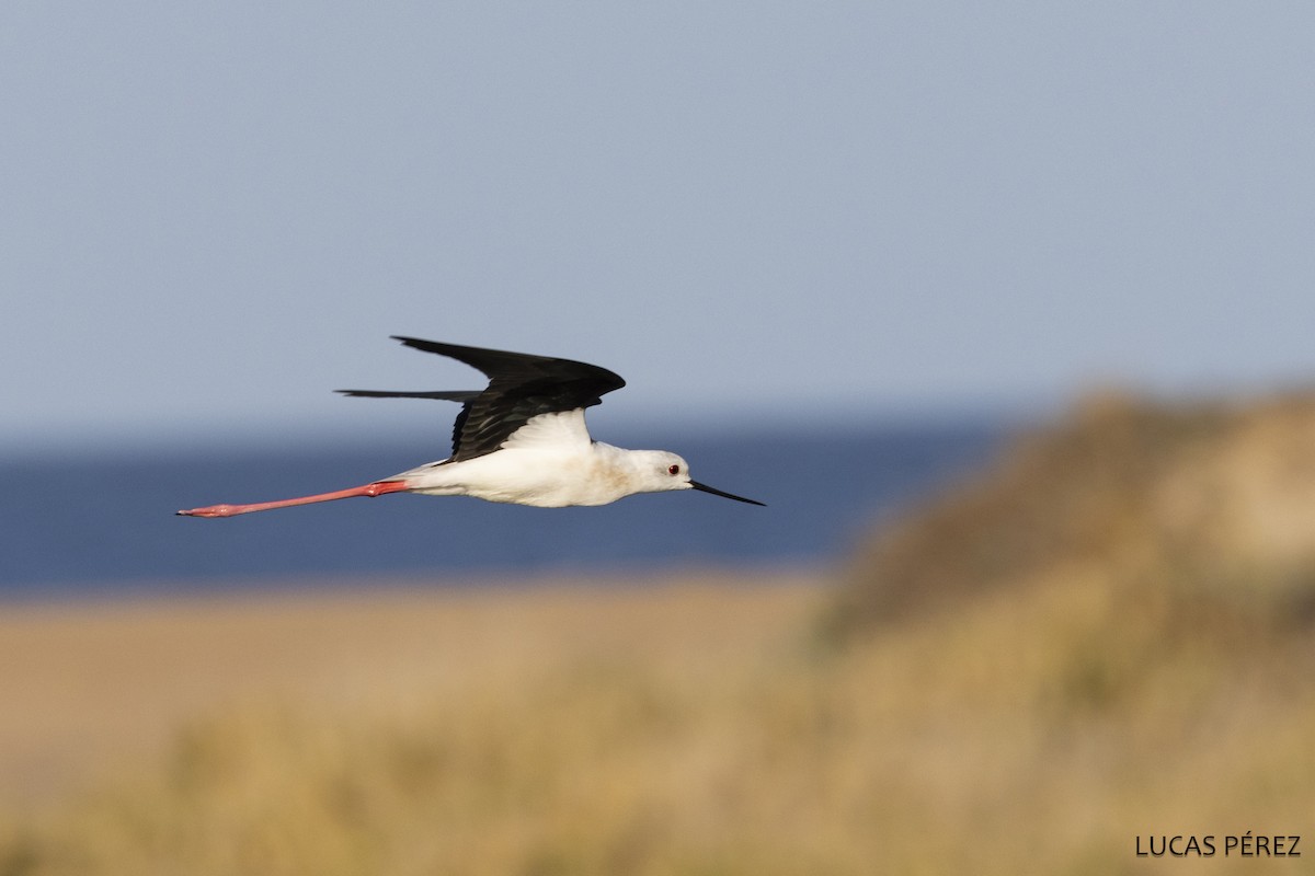 Black-winged Stilt - ML645555503