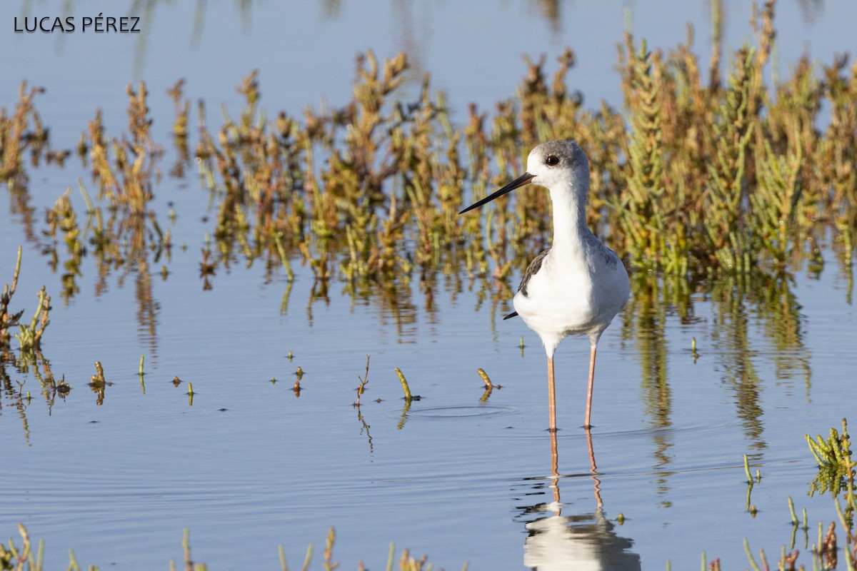 Black-winged Stilt - ML645555504