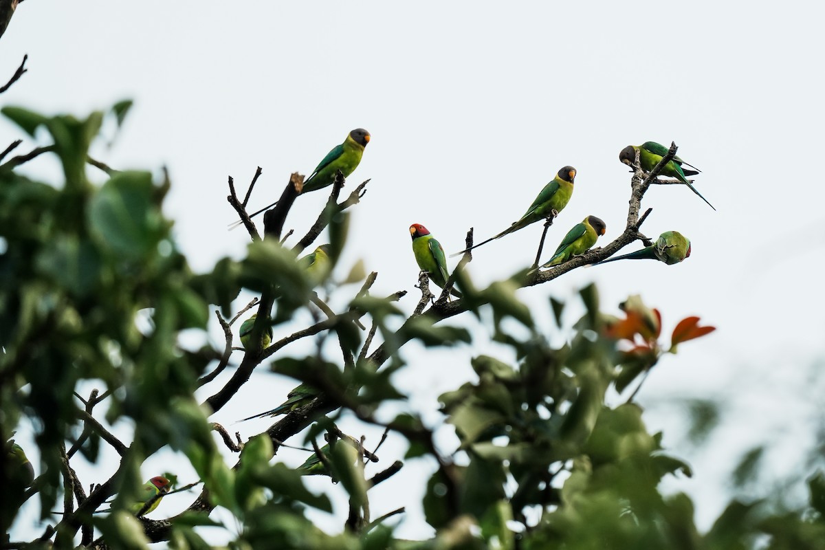 コセイインコ - ML645555523