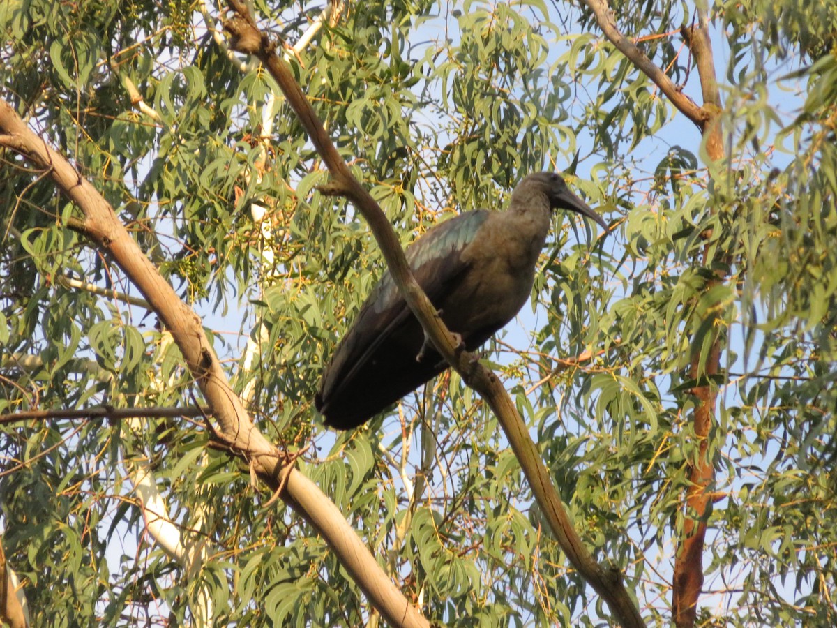 Хагедаш - ML645555525