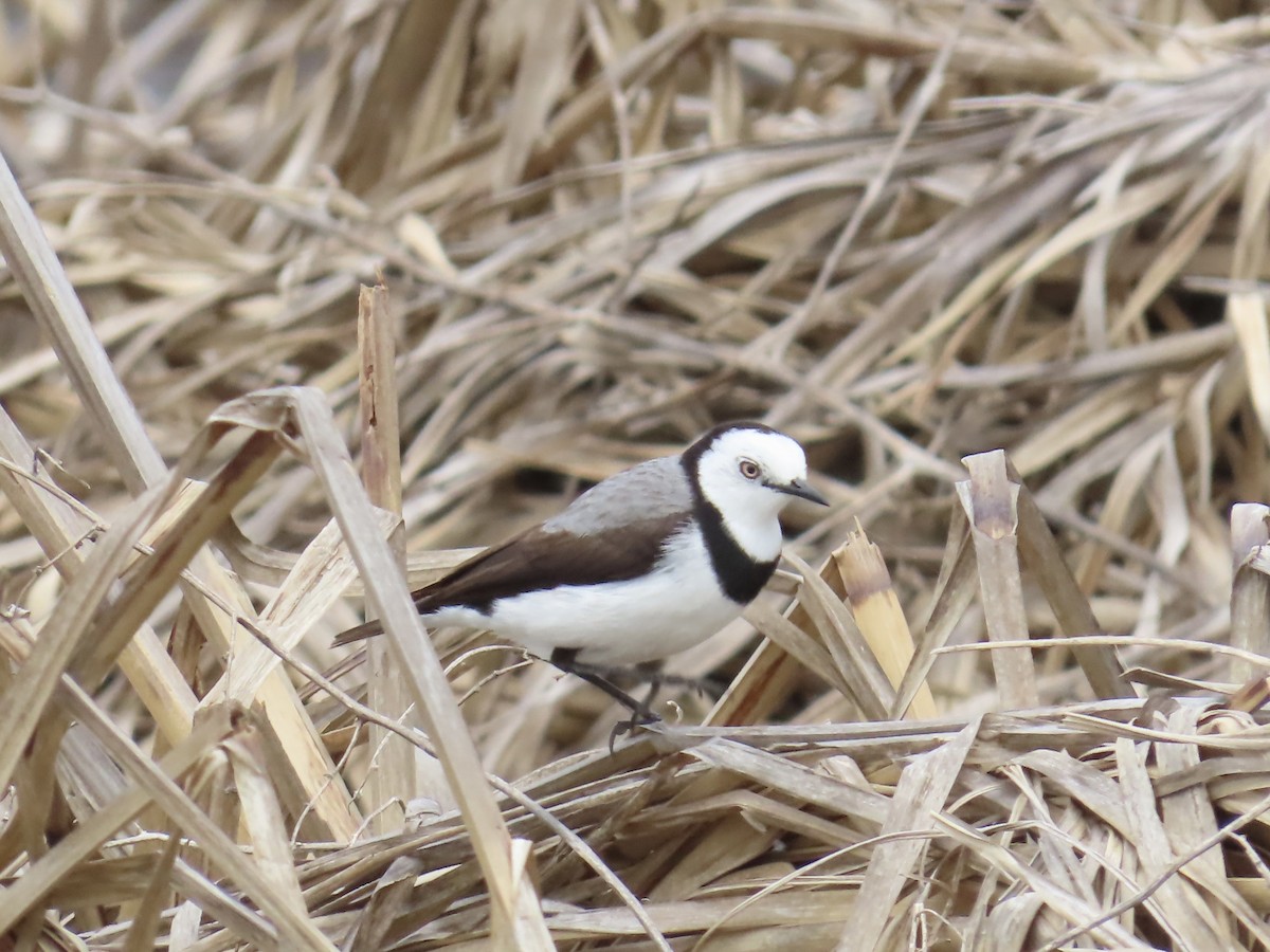 White-fronted Chat - ML645555540