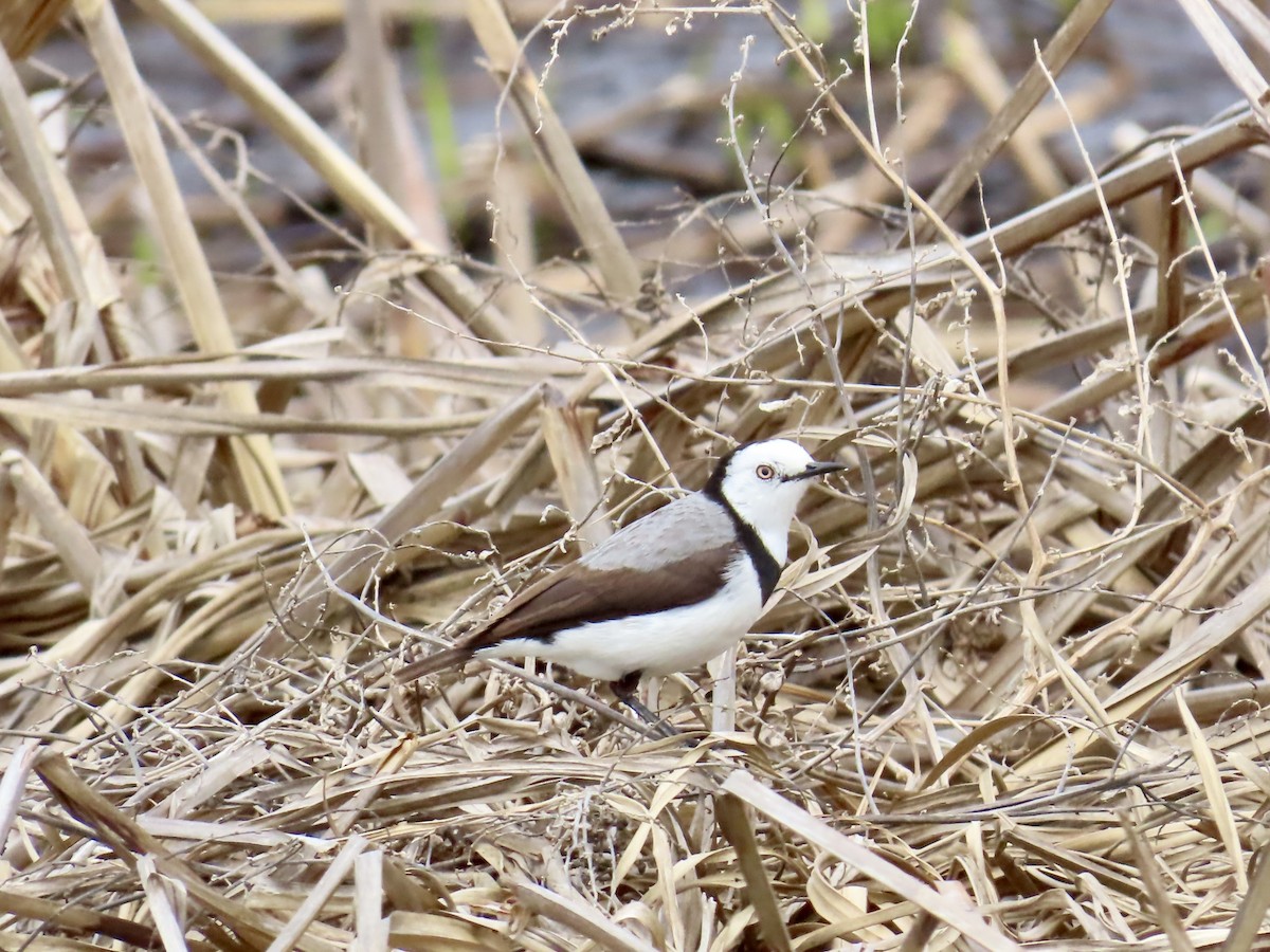 White-fronted Chat - ML645555541