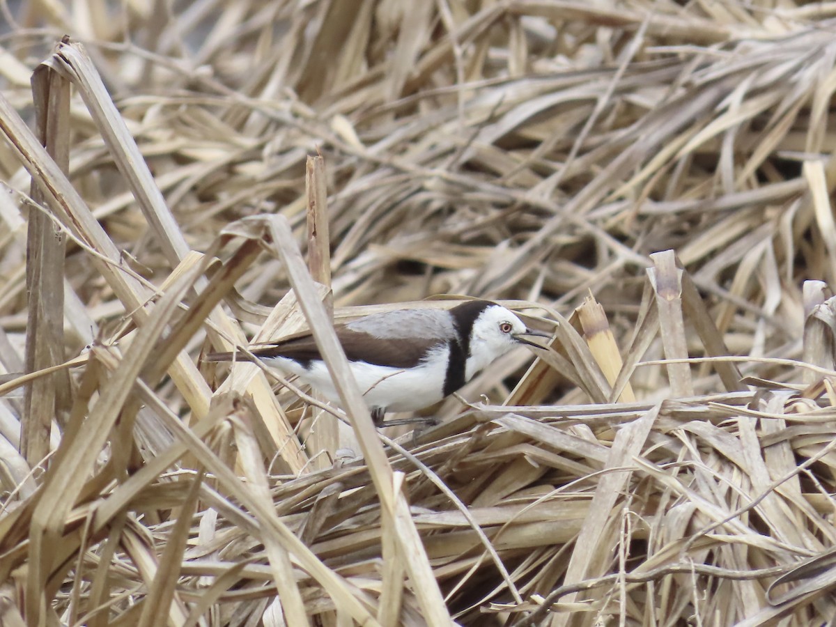 White-fronted Chat - ML645555542