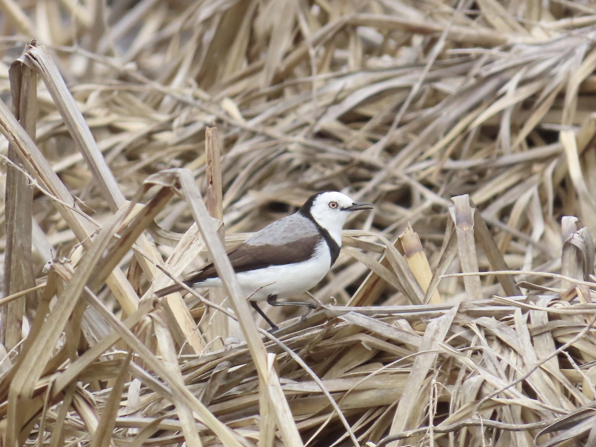 White-fronted Chat - ML645555543