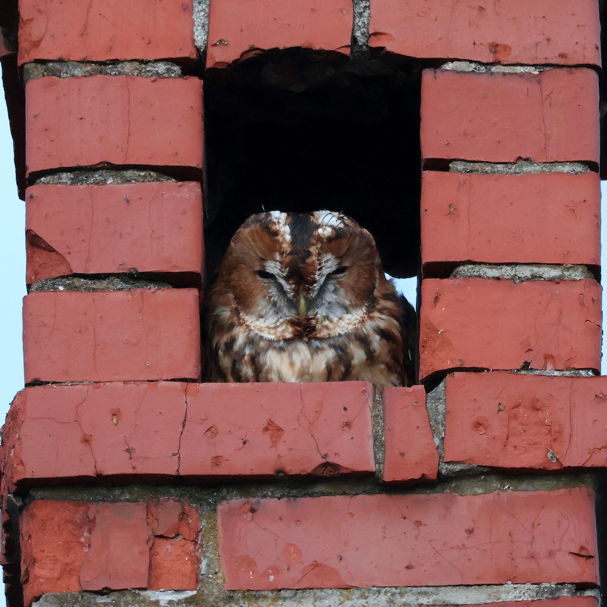 Chouette hulotte - ML645555554