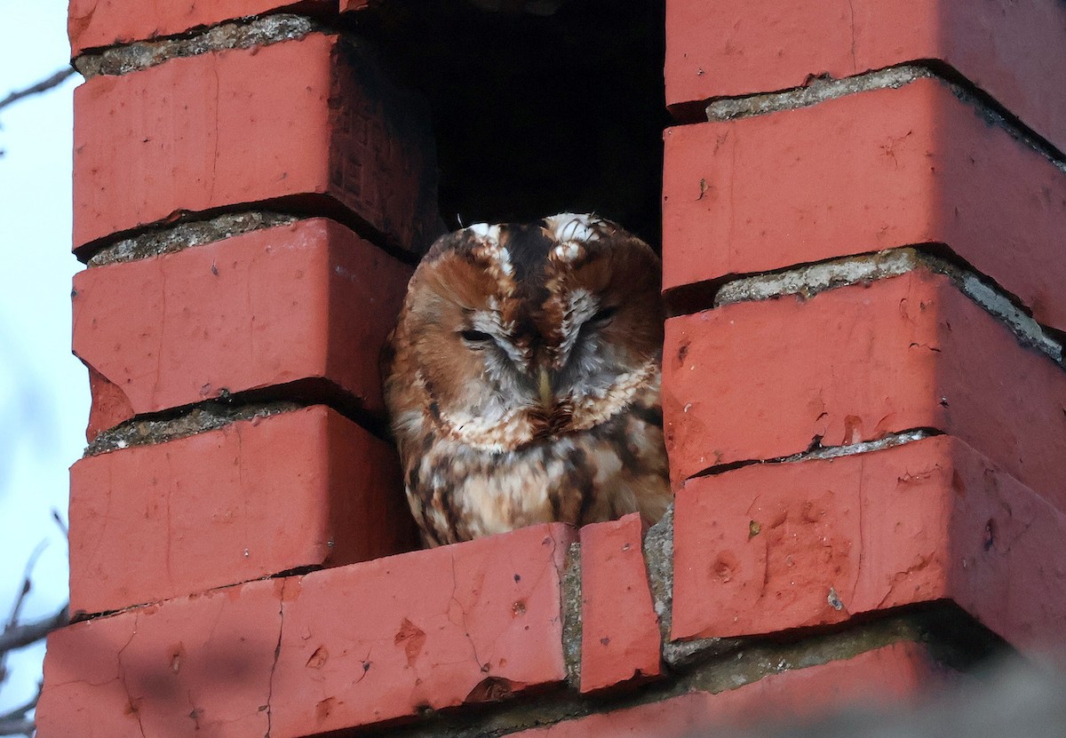 Chouette hulotte - ML645555555