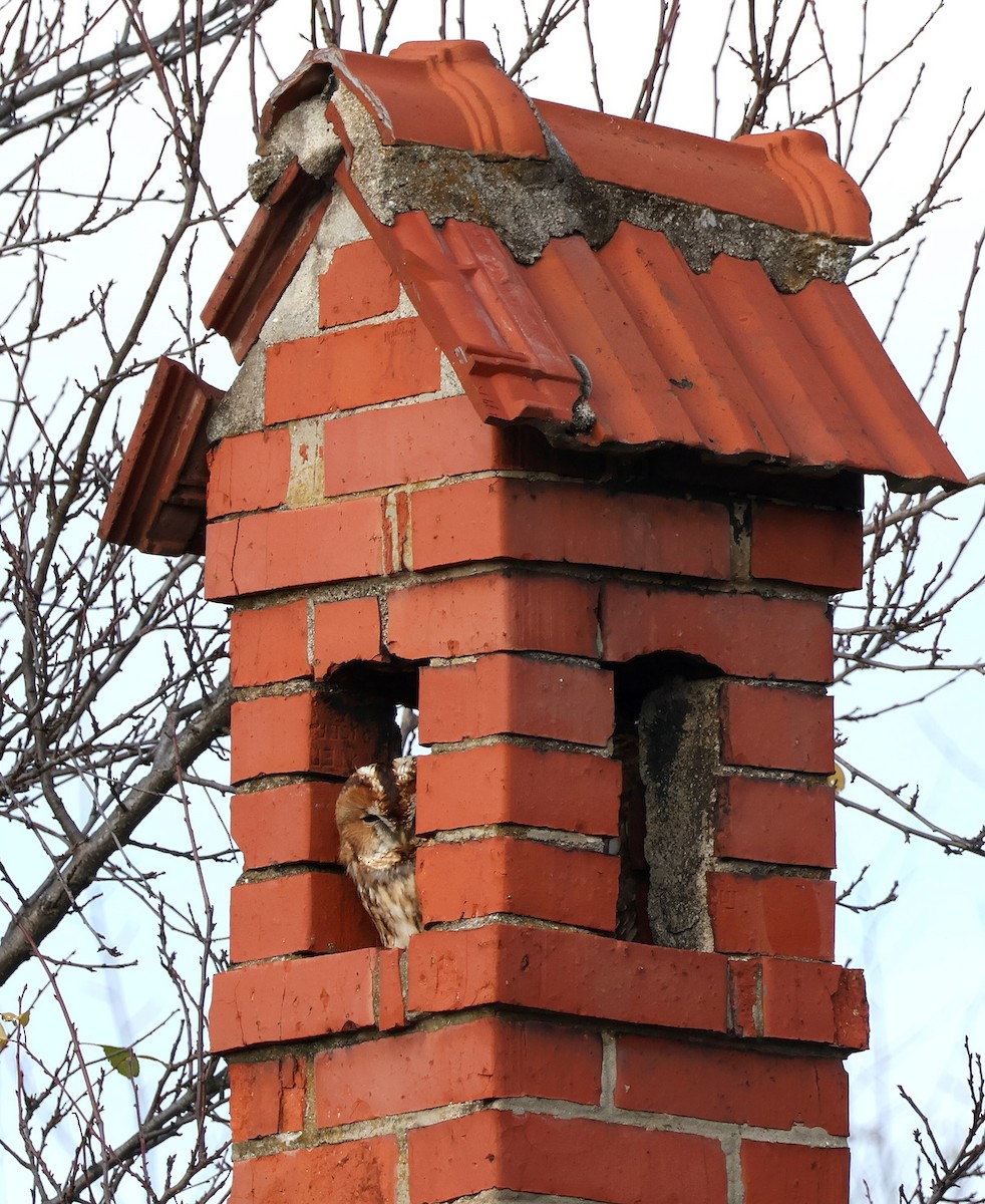 Chouette hulotte - ML645555557