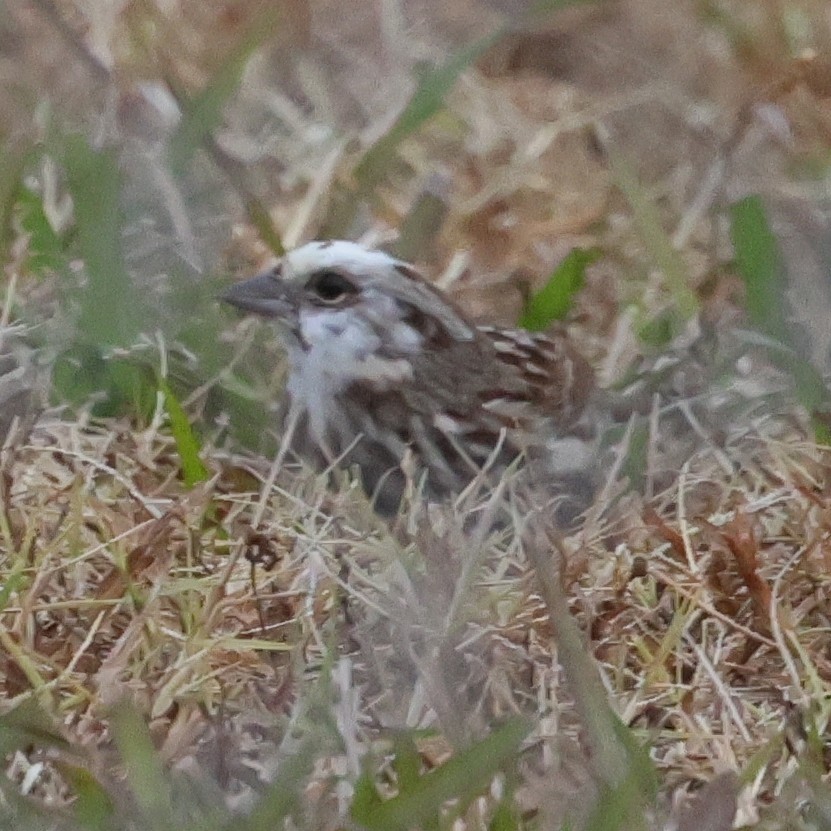 Song Sparrow - ML645555570