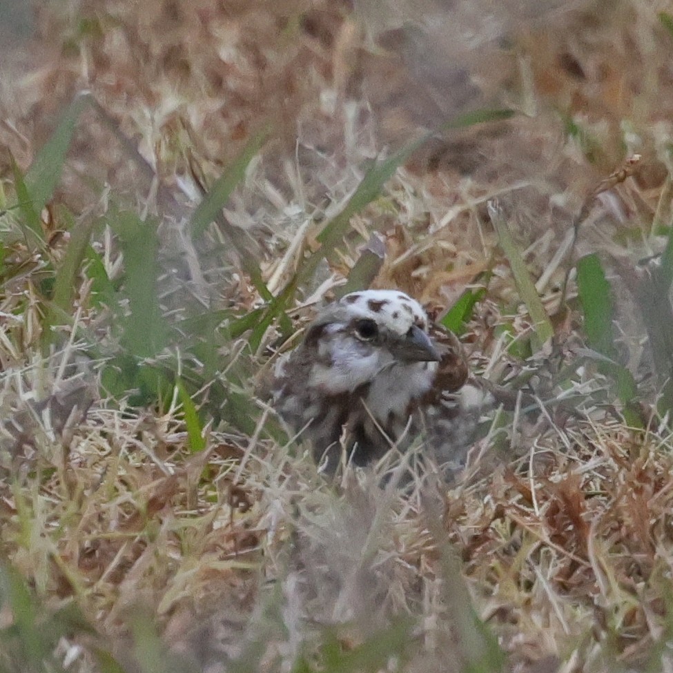 Song Sparrow - ML645555571