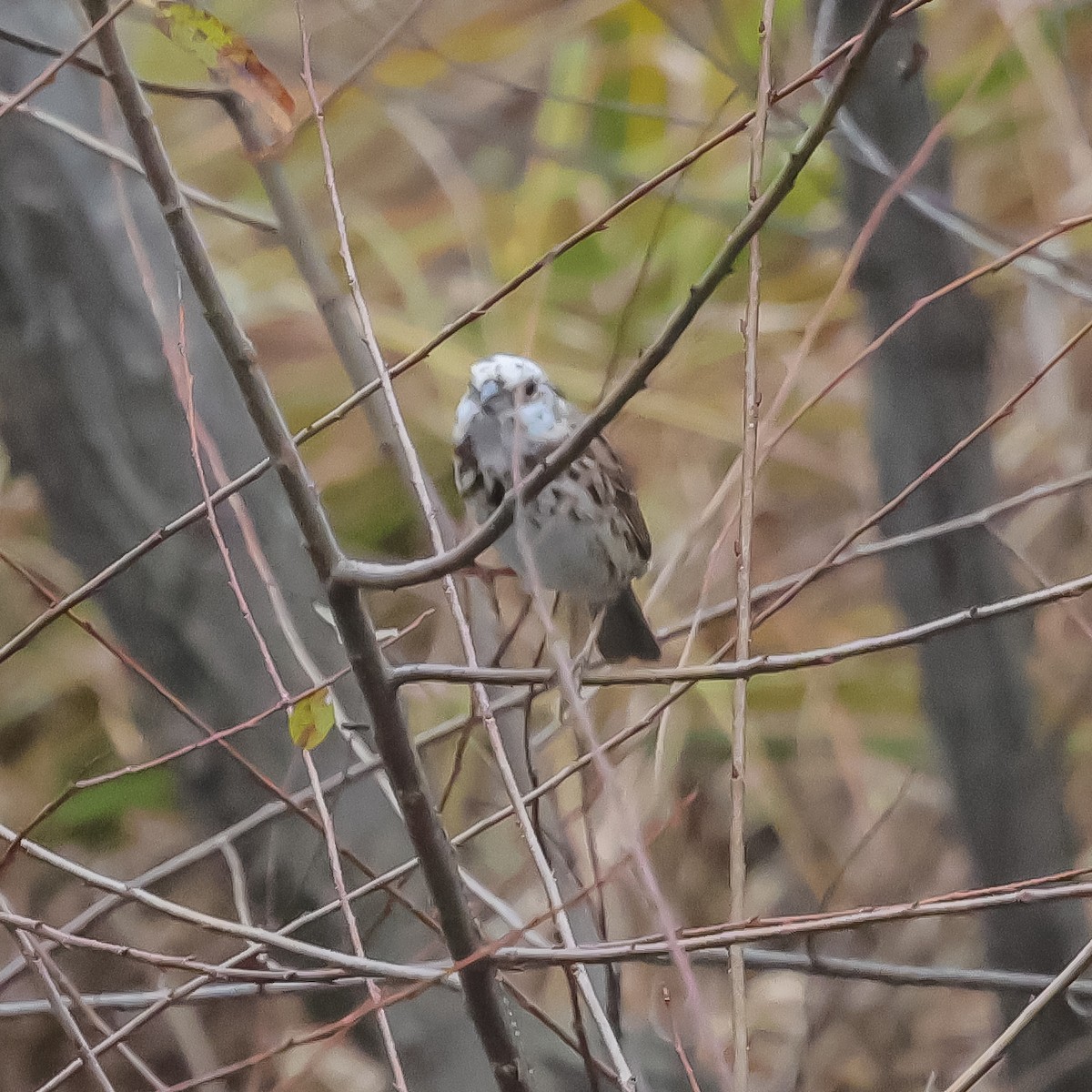 Song Sparrow - ML645555572