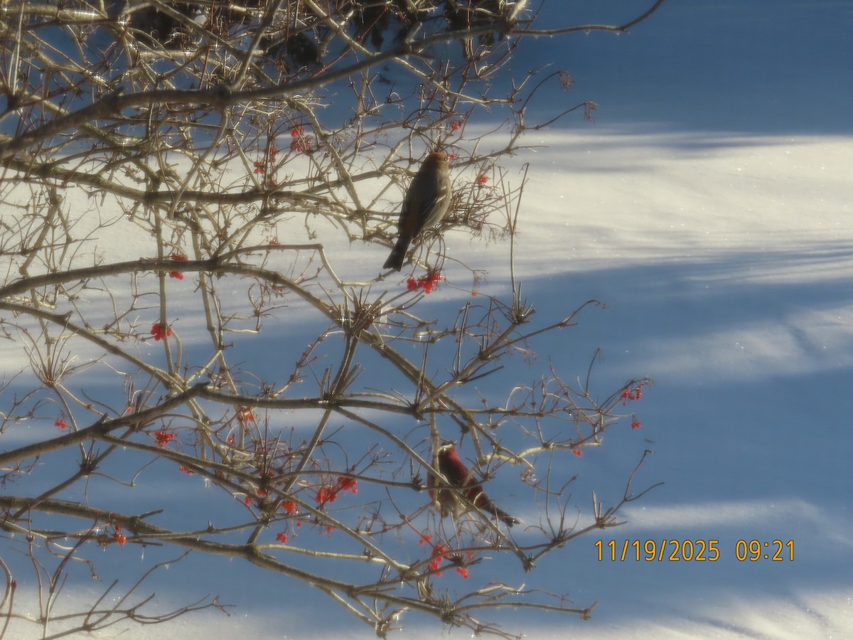 Pinu-gailupa - ML645555594