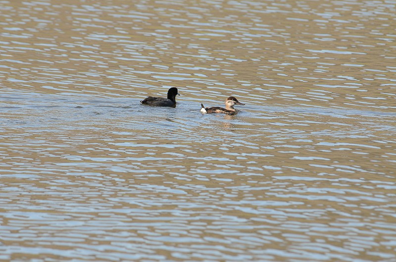 Ruddy Duck - ML645555595
