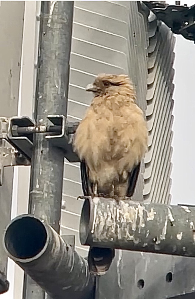 Yellow-headed Caracara - ML645555600