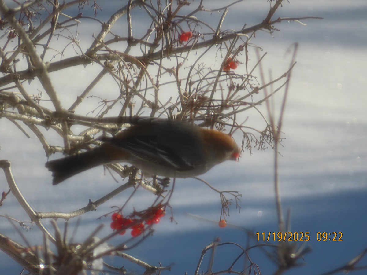 Pinu-gailupa - ML645555601