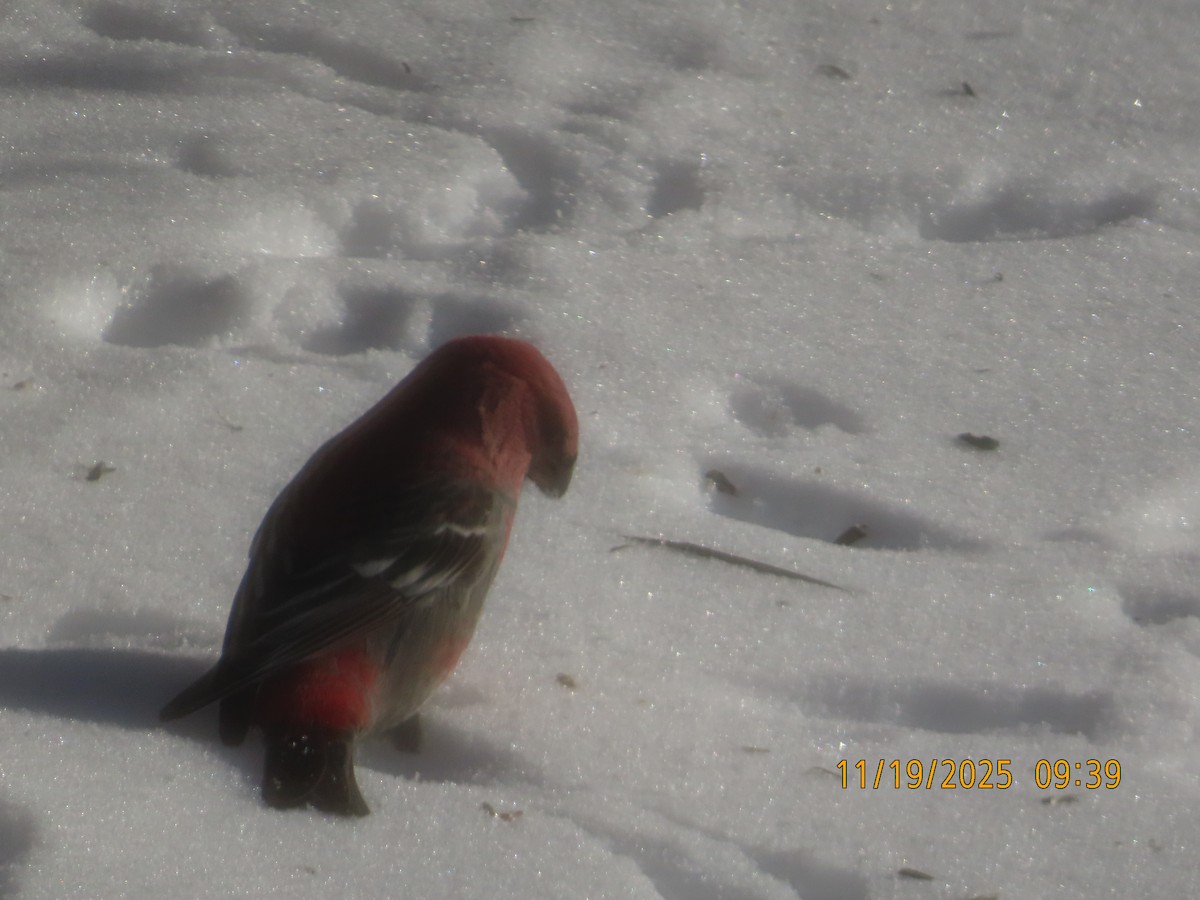 Pinu-gailupa - ML645555609