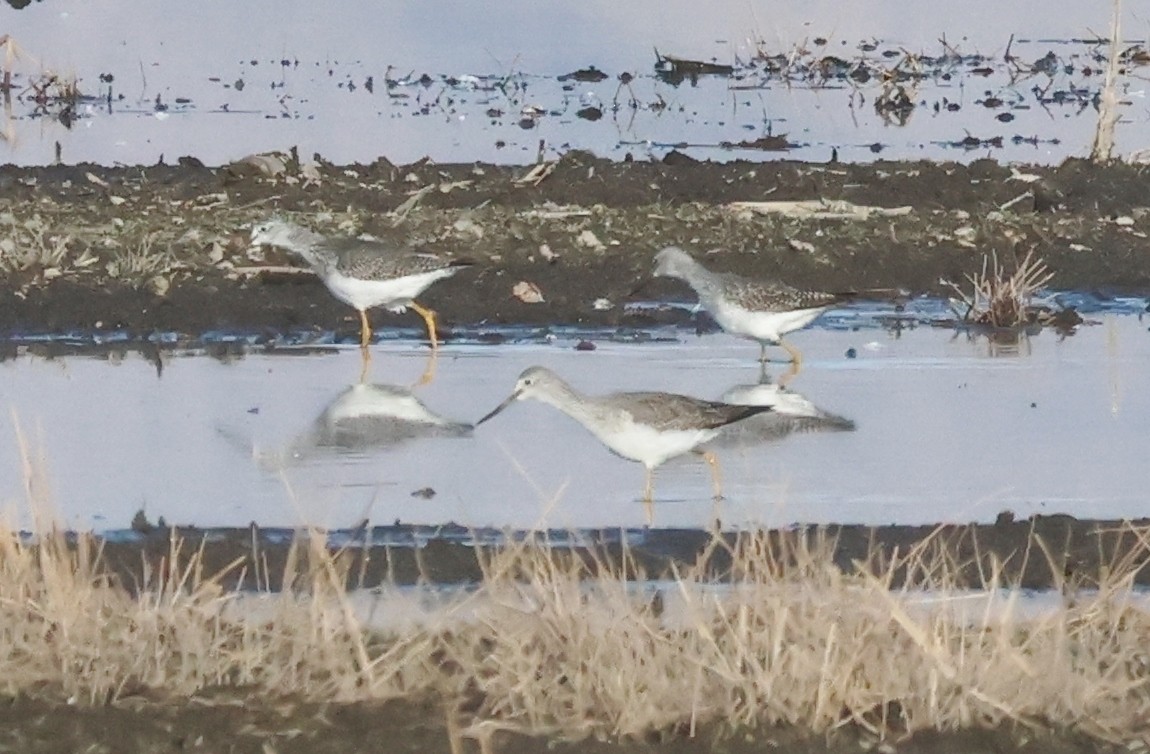 Greater Yellowlegs - ML645555611