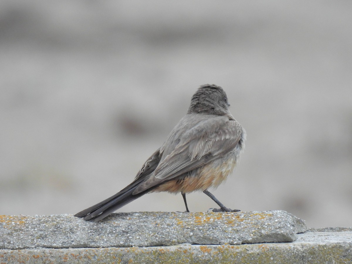 Say's Phoebe - ML645555618