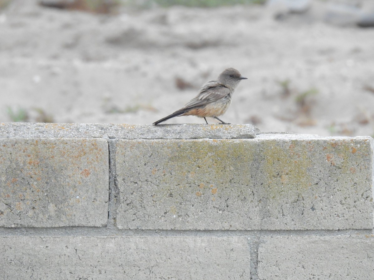 Say's Phoebe - ML645555619