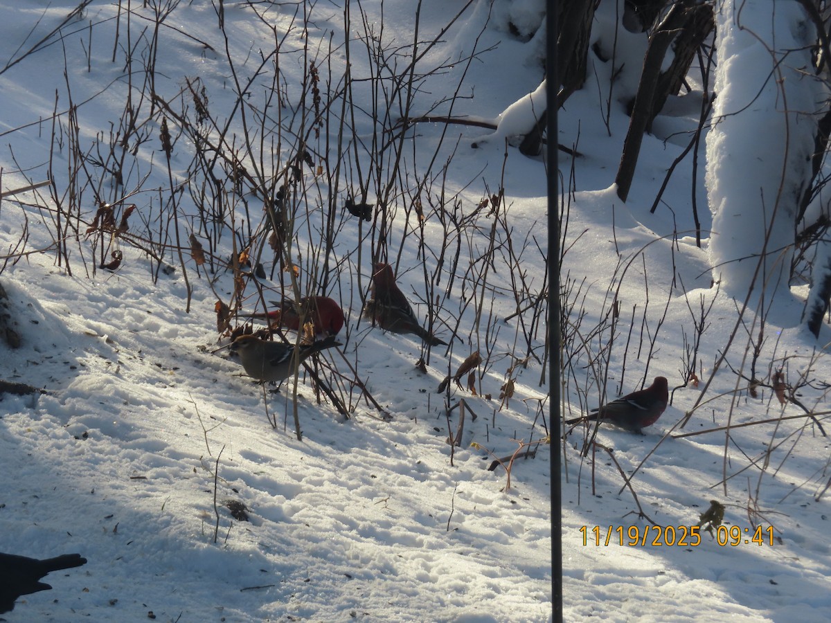 Pinu-gailupa - ML645555621