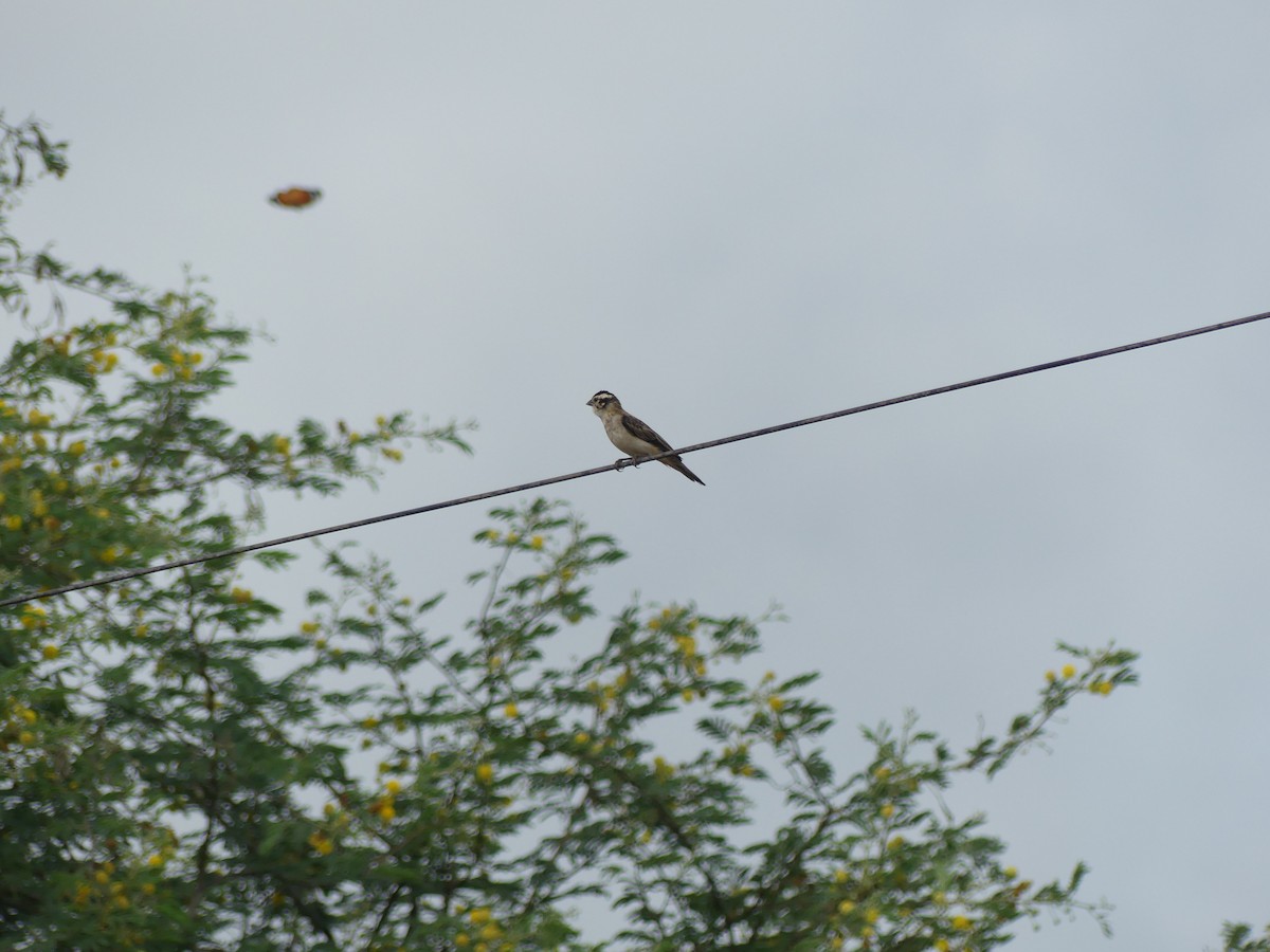 storstjertenke - ML645555622