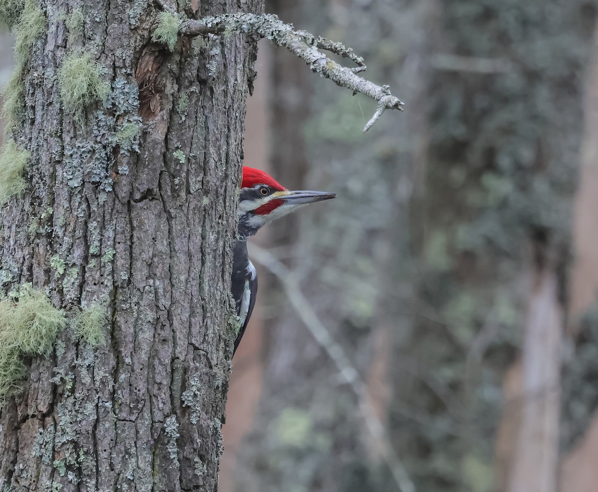 datel chocholatý - ML645555633