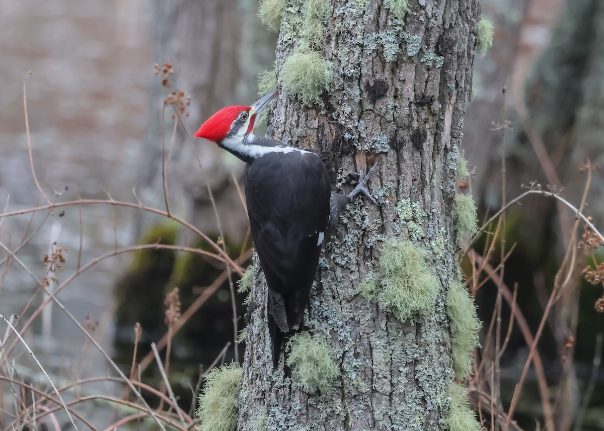 datel chocholatý - ML645555634
