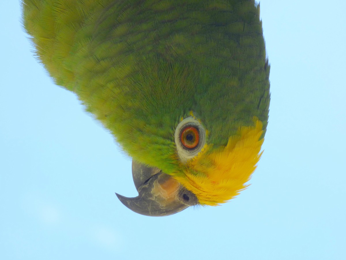 Yellow-crowned Amazon - ML645555646