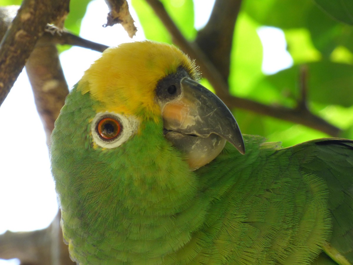Yellow-crowned Amazon - ML645555648