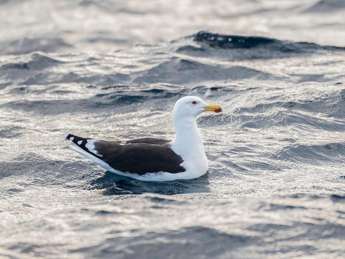 Gavión Atlántico - ML645555653