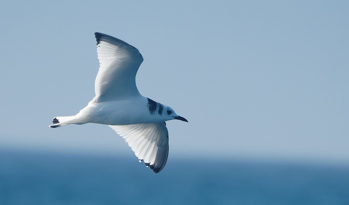 krykkje - ML645555660