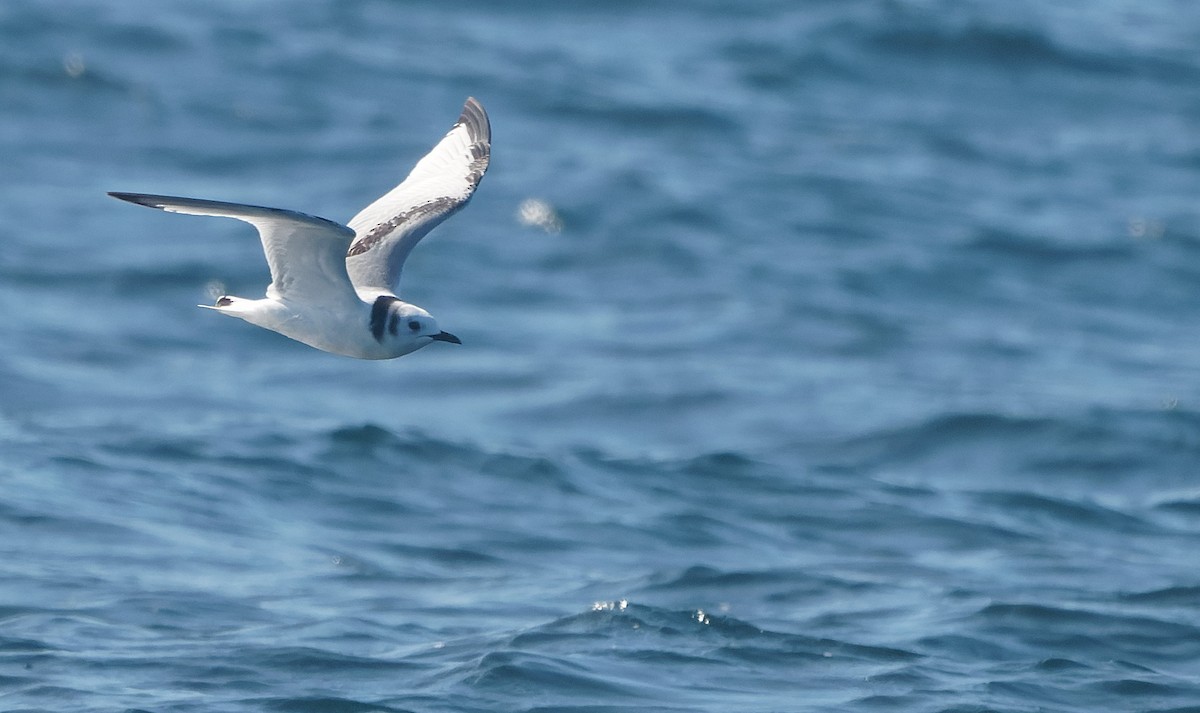 krykkje - ML645555661