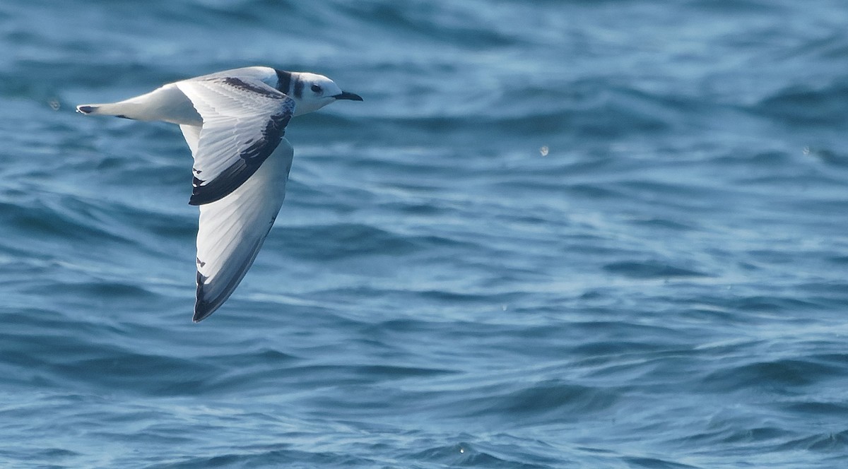 krykkje - ML645555662