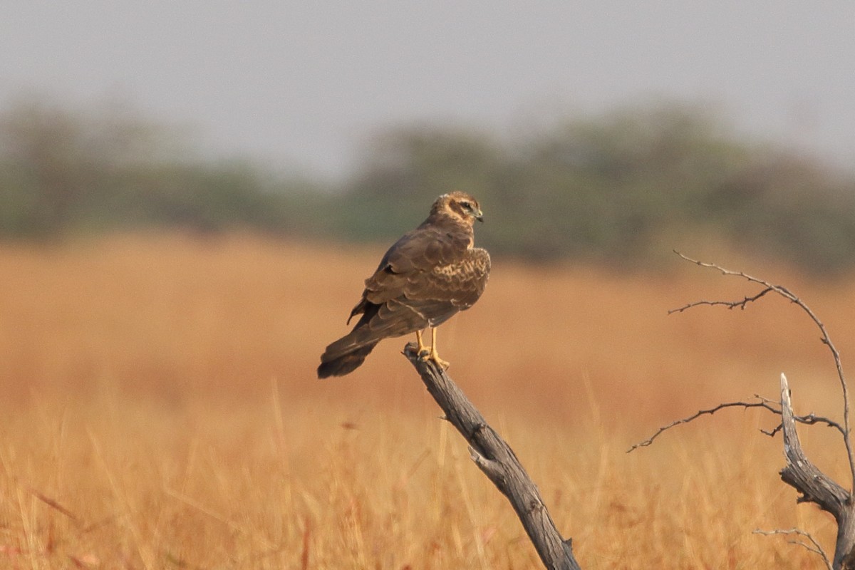 זרון שדות - ML645555709