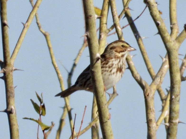 Savannah Sparrow - ML645555720