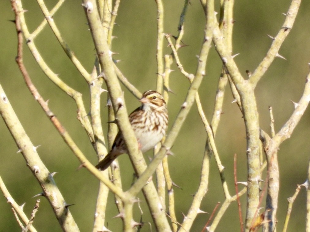 Savannah Sparrow - ML645555721