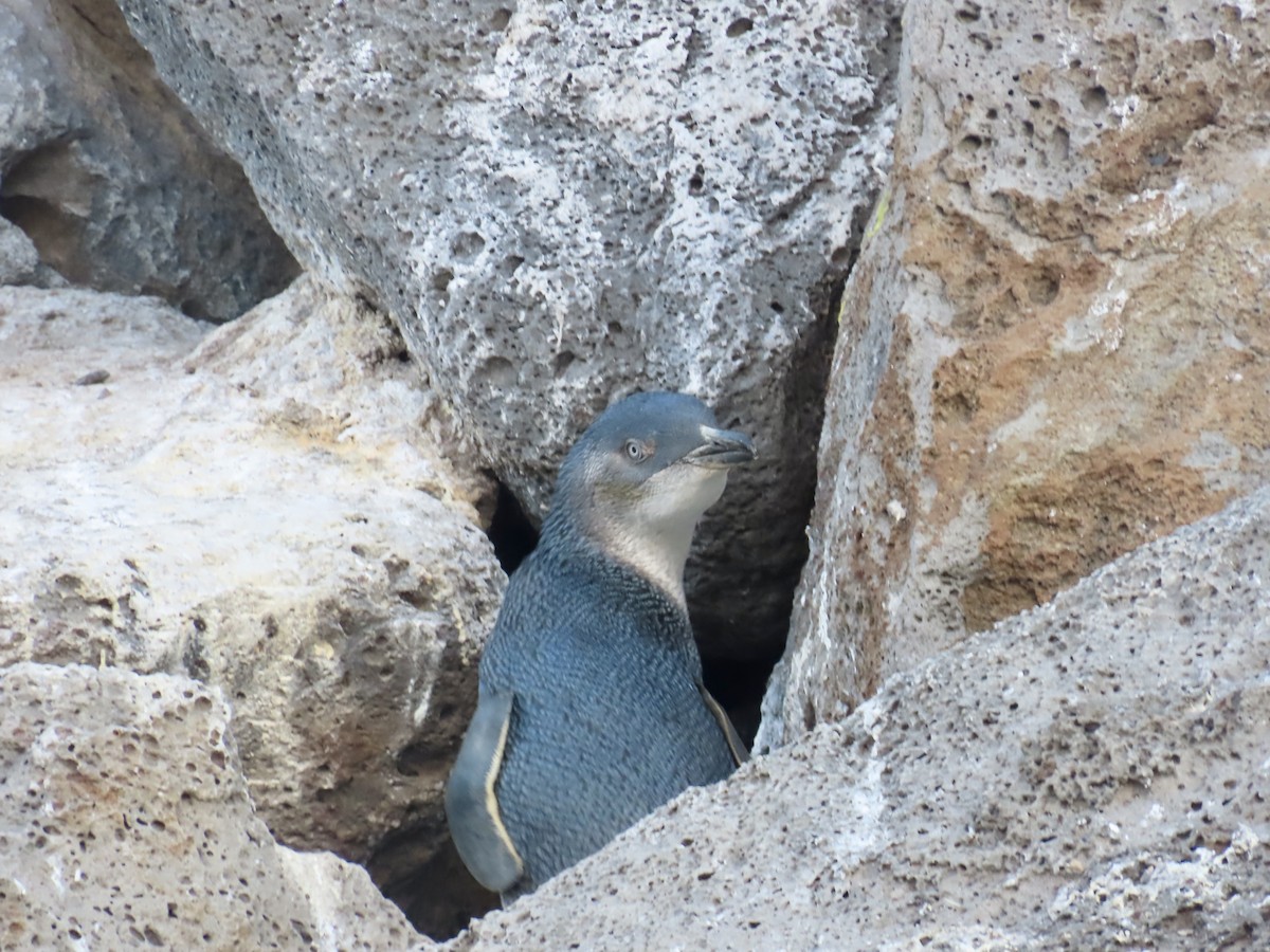 Little Penguin - ML645555726