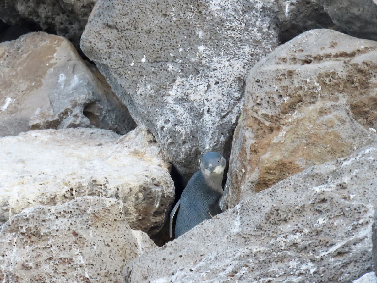 Little Penguin - ML645555727