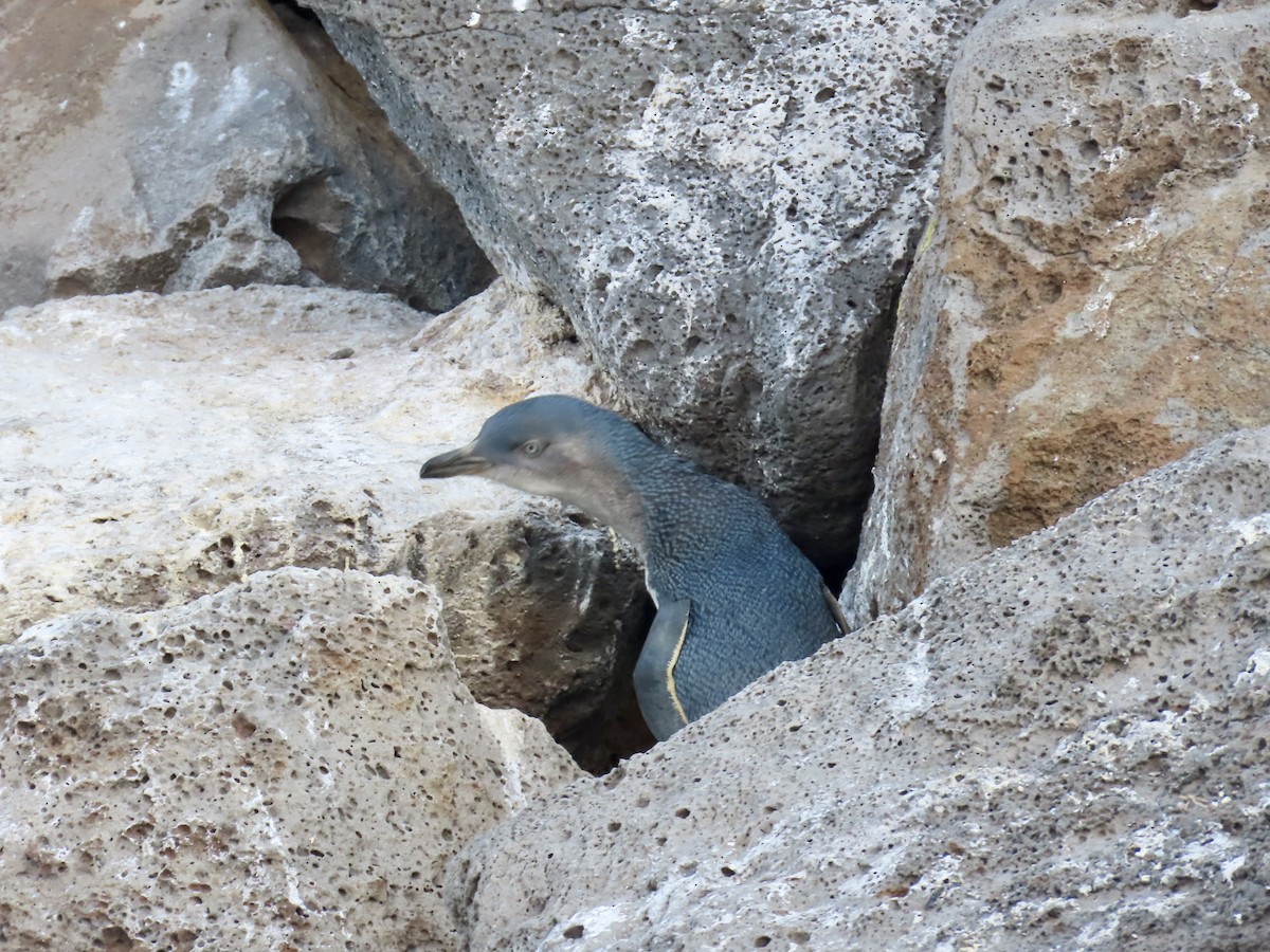 Little Penguin - ML645555728