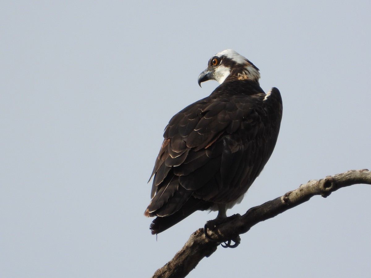 Osprey - ML645555745