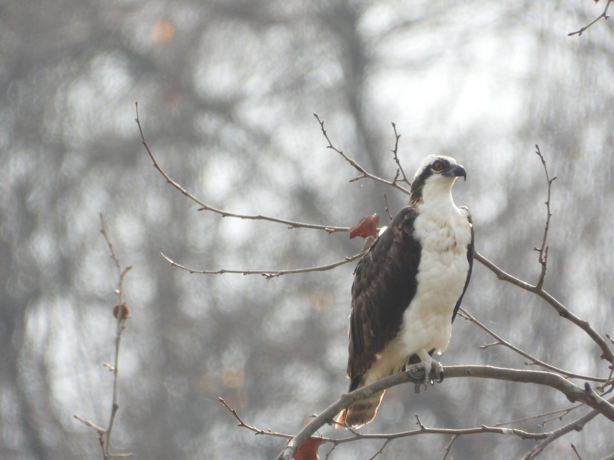 Osprey - ML645555746